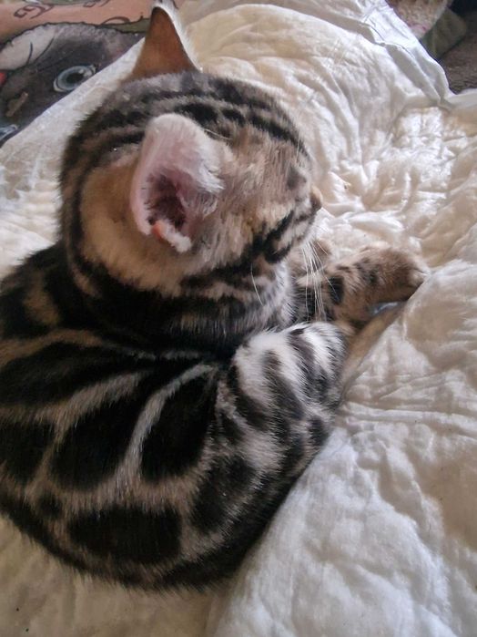 Gatinho bengal com Lop excepcional