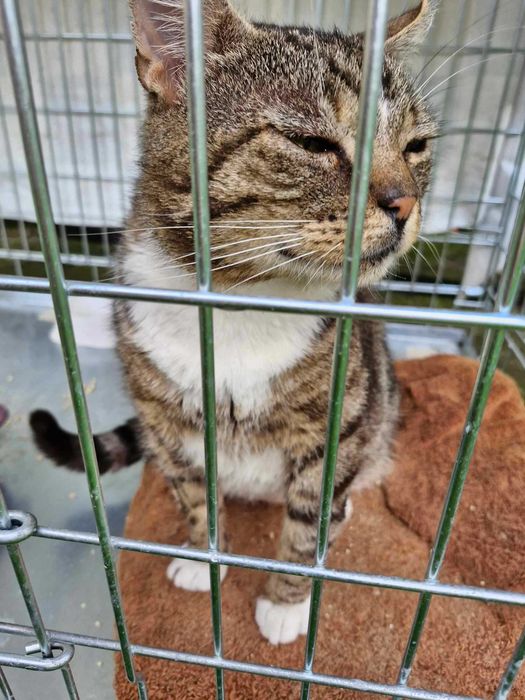 Morusek szuka domu wychodzącego, domu z ogrodem