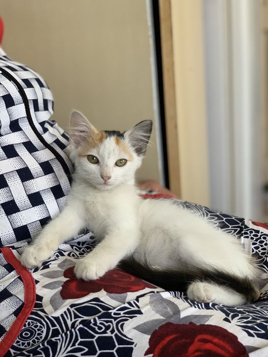 Милая, нежная, тактильная кошечка 1,5-2 месяца