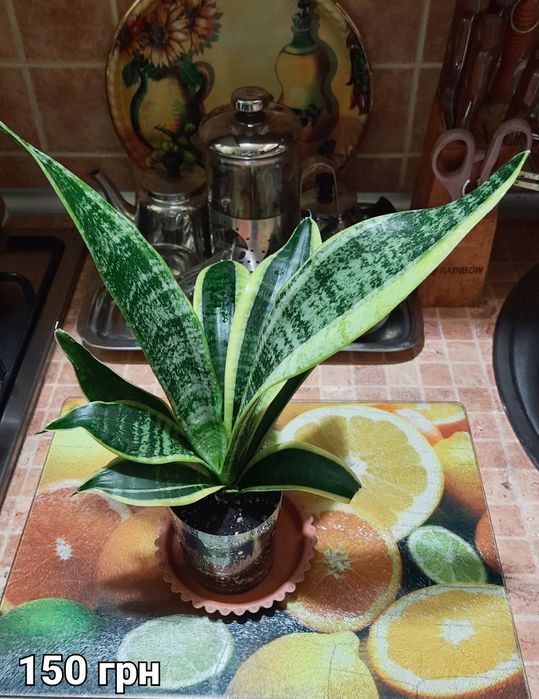 Сансевієрія Futura Superba