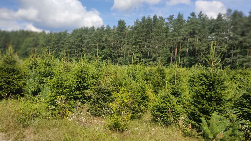 Choinki świerk pospolity