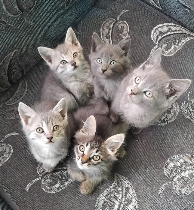 Віддам в добрі руки кошеня