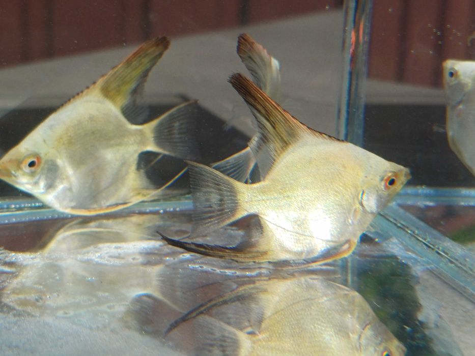 Skalar Bulgarian green