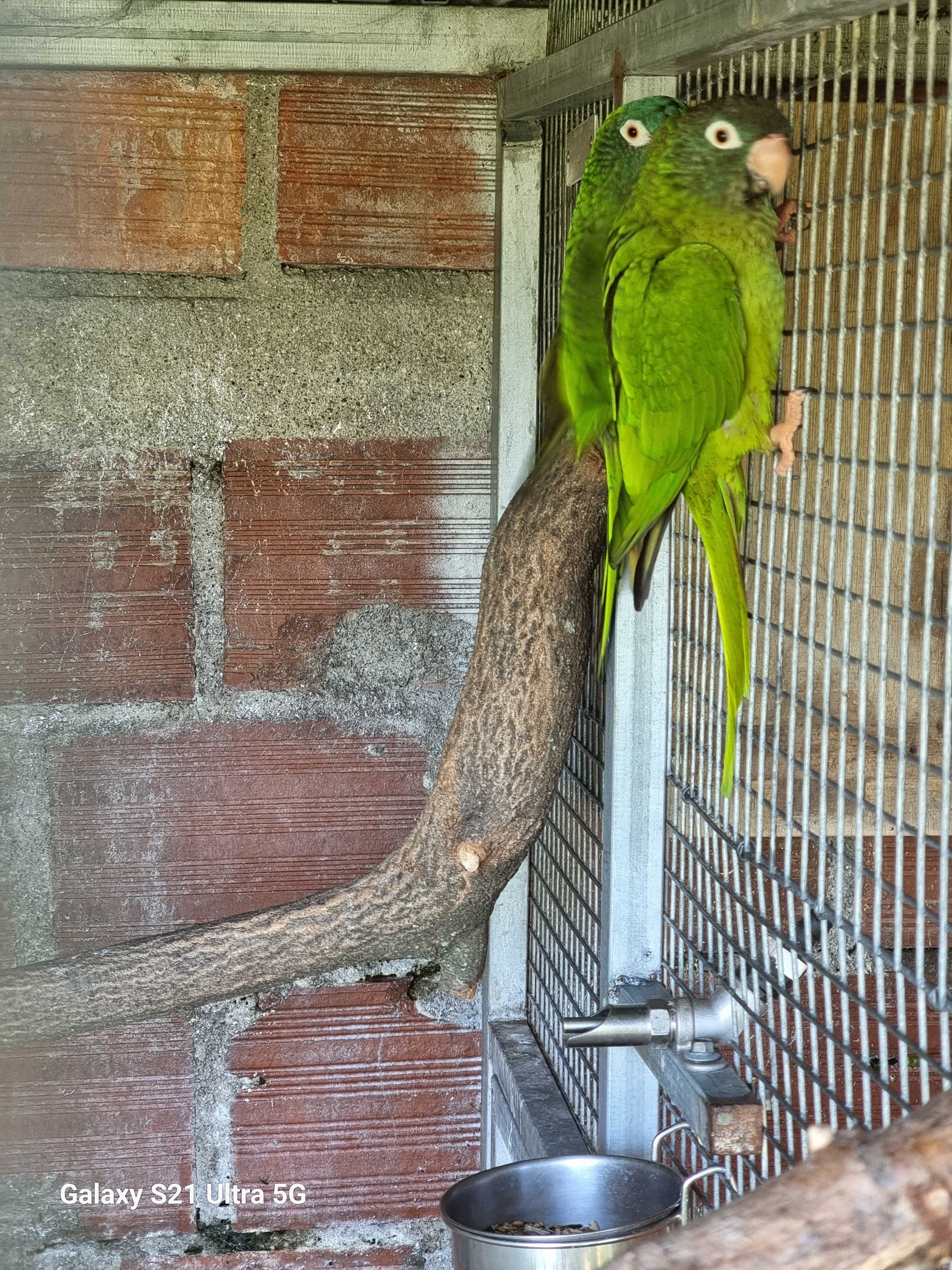 Aratinga acuticaudata
