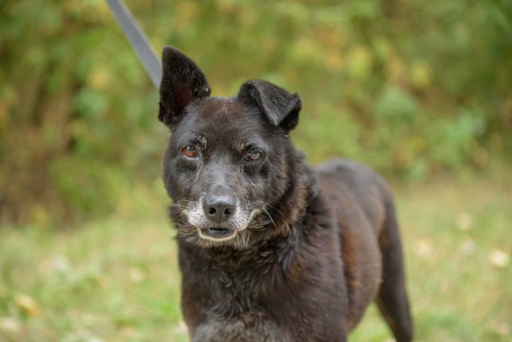 AZAR - nie za młody, nie za ładny ale chce zaufać i pokochać...
