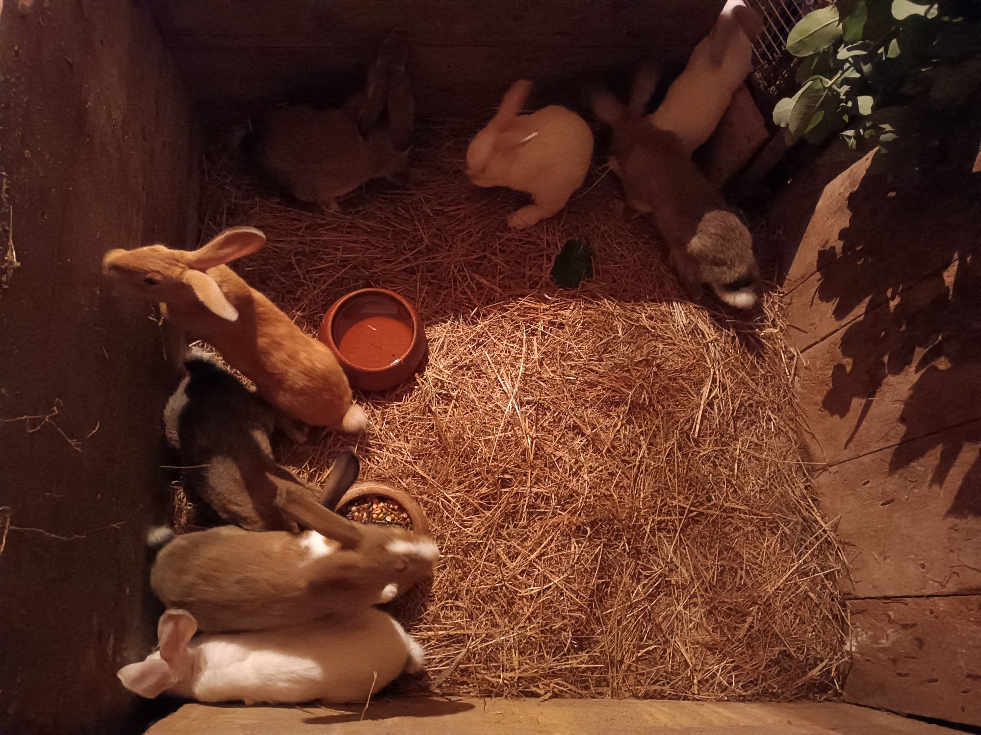 Coelhos caseiros