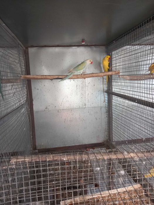 Troca ou cedência de ringneck