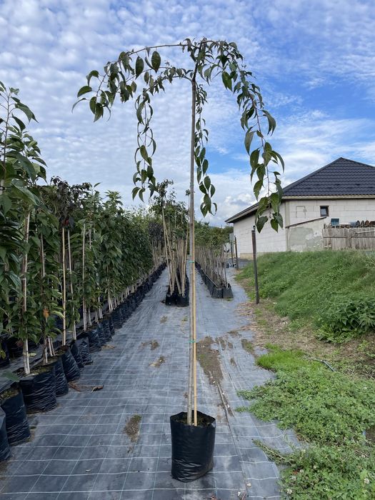 Сакура плакуча Кіку Шідаре ЗКС