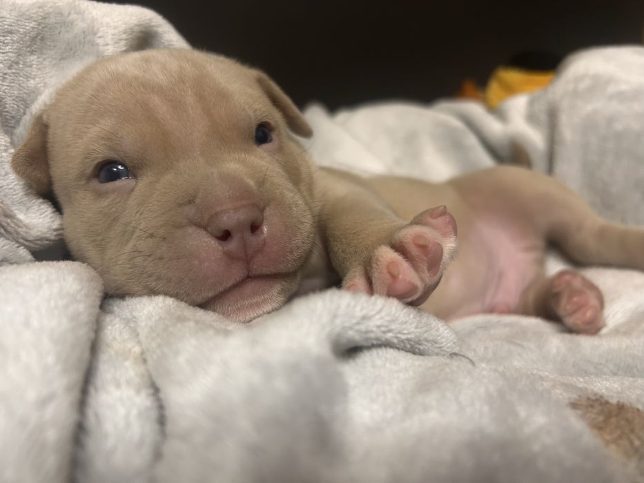 American bully samiec szczeniak ABKC