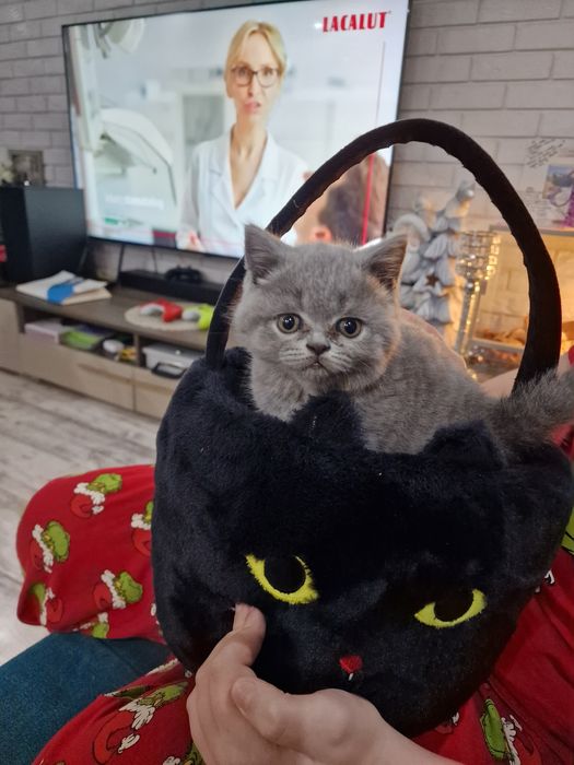 Szkocka koteczka"EMI"