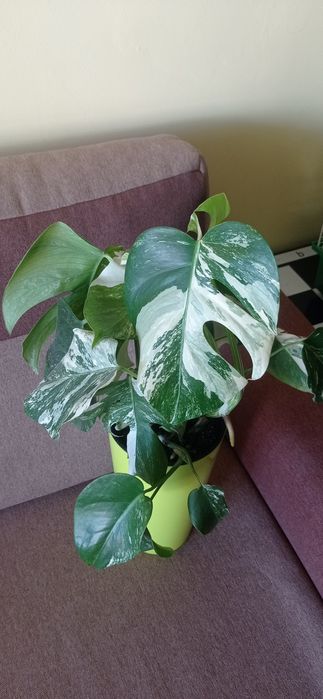 Монстера альба, варієгатна