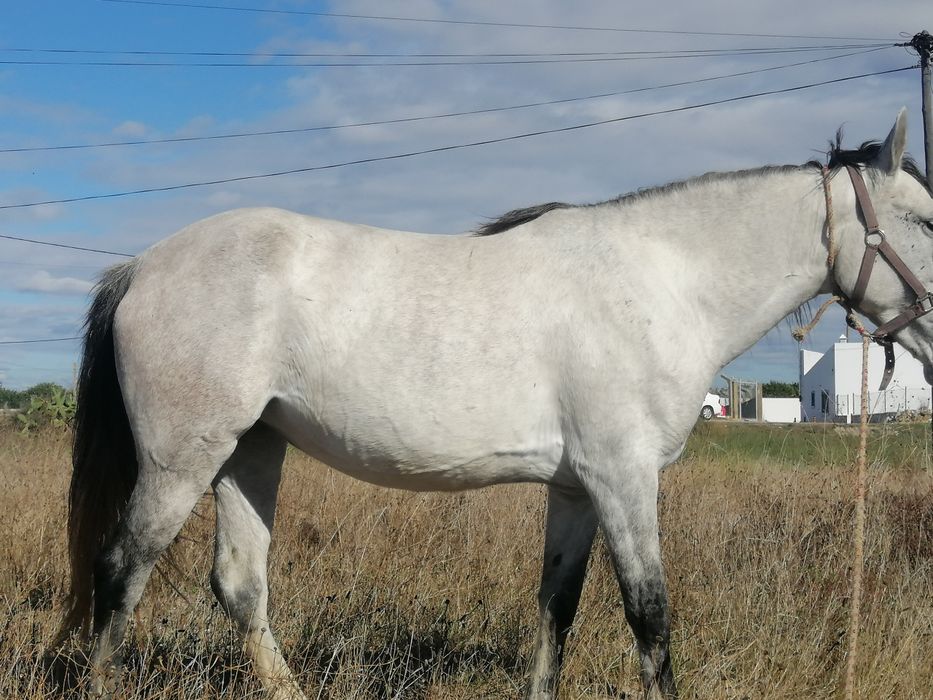 Egua com 6 anos mansa