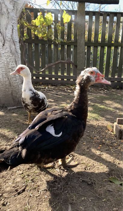 Продам молодих індокачок на держання