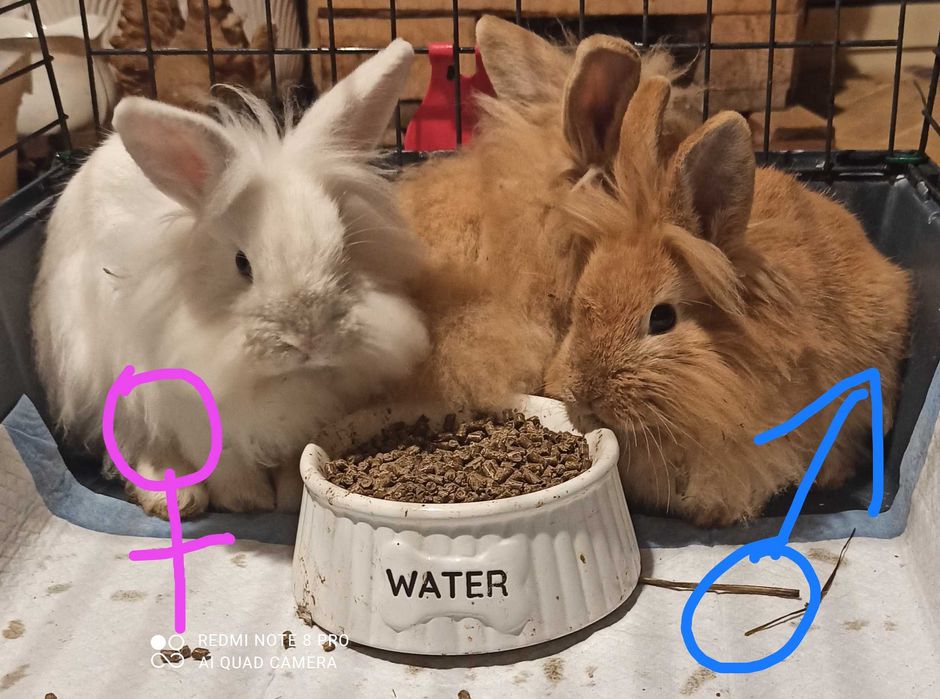 Króliczki miniaturki