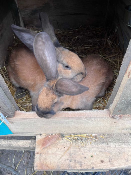 Młode króliki, urodzone w maju.
