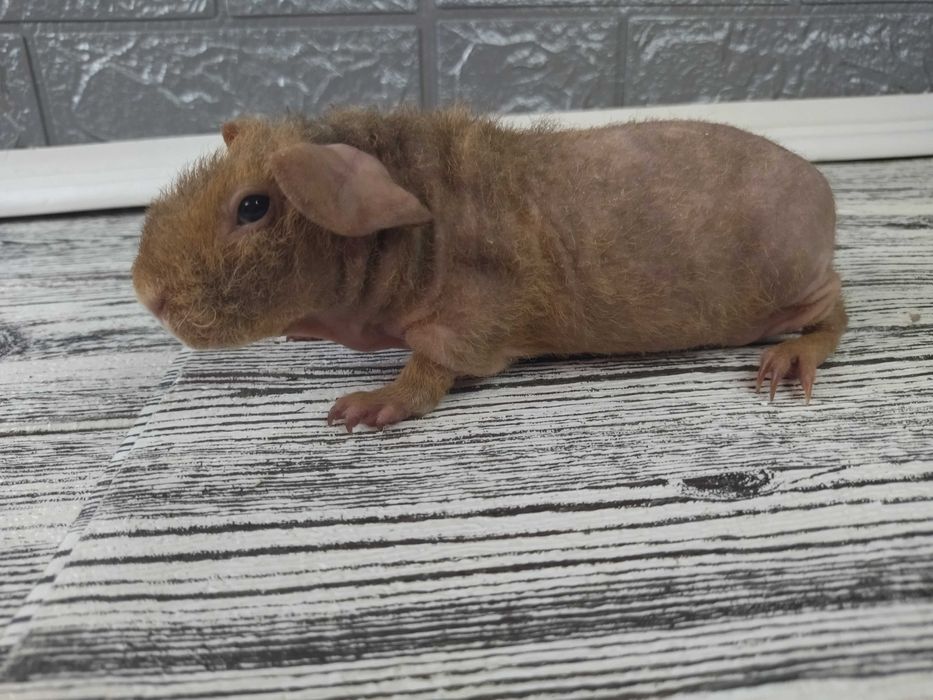 Морская свинка скинни, мальчик маленький