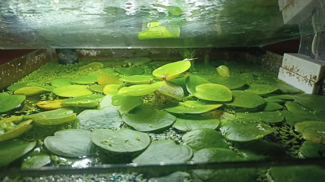 Limnobium roślina pływająca akwariowa