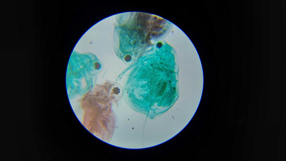 Шкільний мікроскоп SIGETA MB-115 40x-800x LED Mono