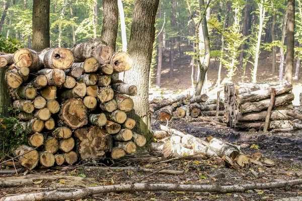 Обрезка опасных деревьев.. Благоустройство, уборка участка.