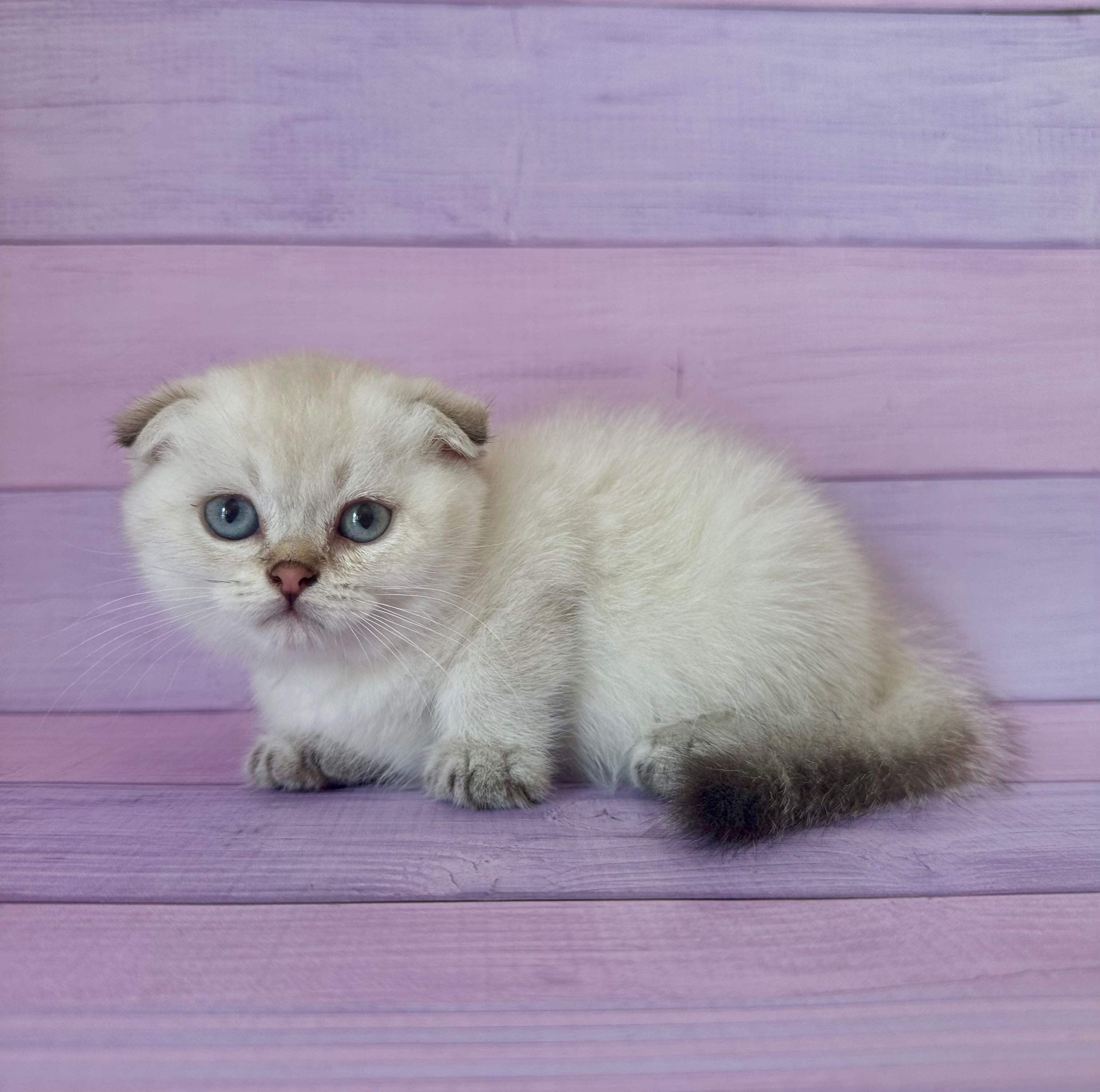 Scottish Fold macho
