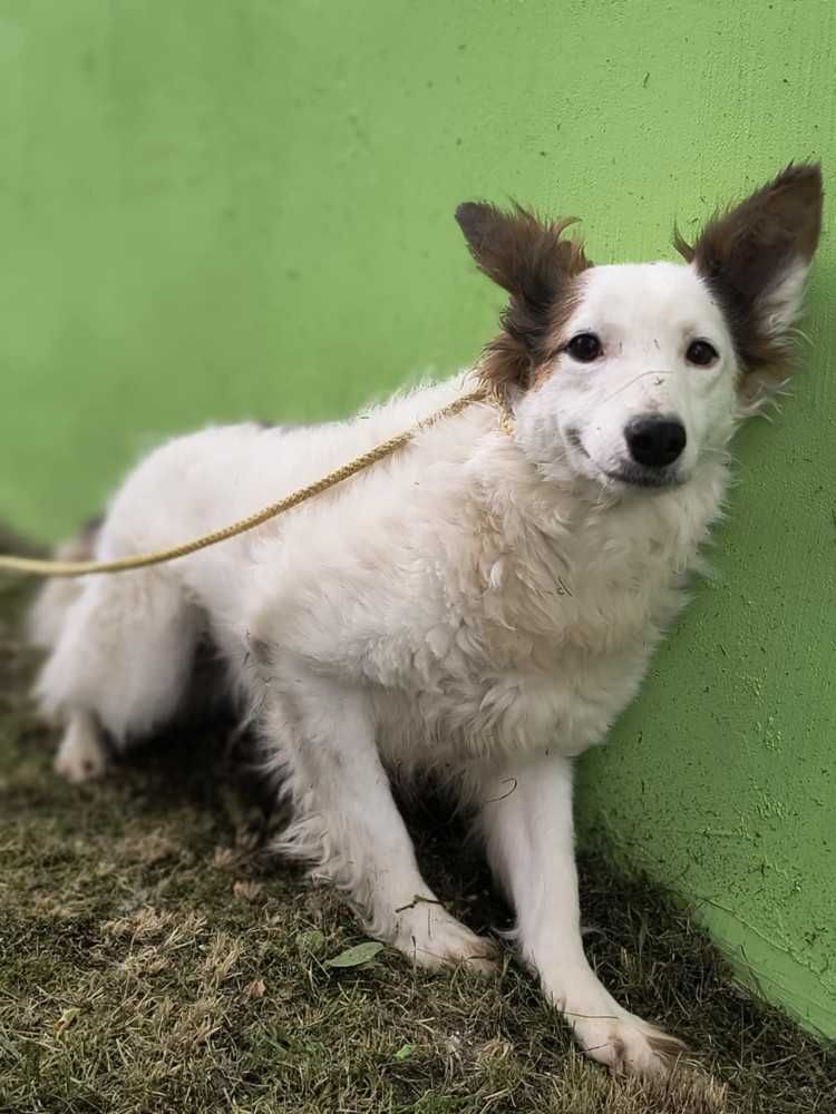 583690 Alba do adopcji.