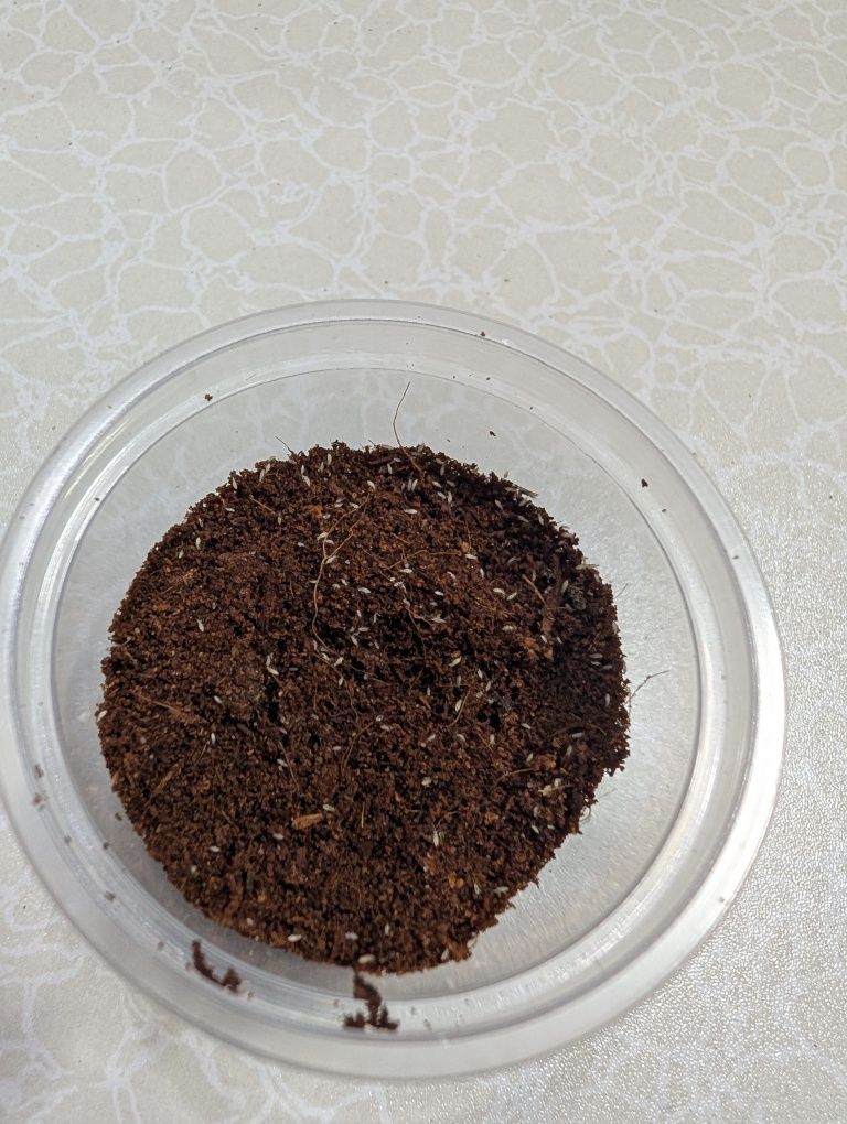 Skoczogonki (100ml) Ekipa sprzątająca