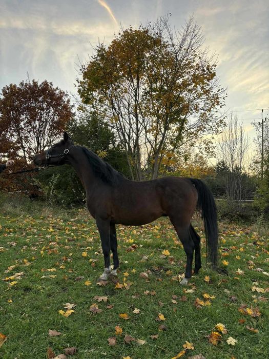 Ogier arabski szuka swojego człowieka