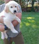 Szczeniak Golden Retriever