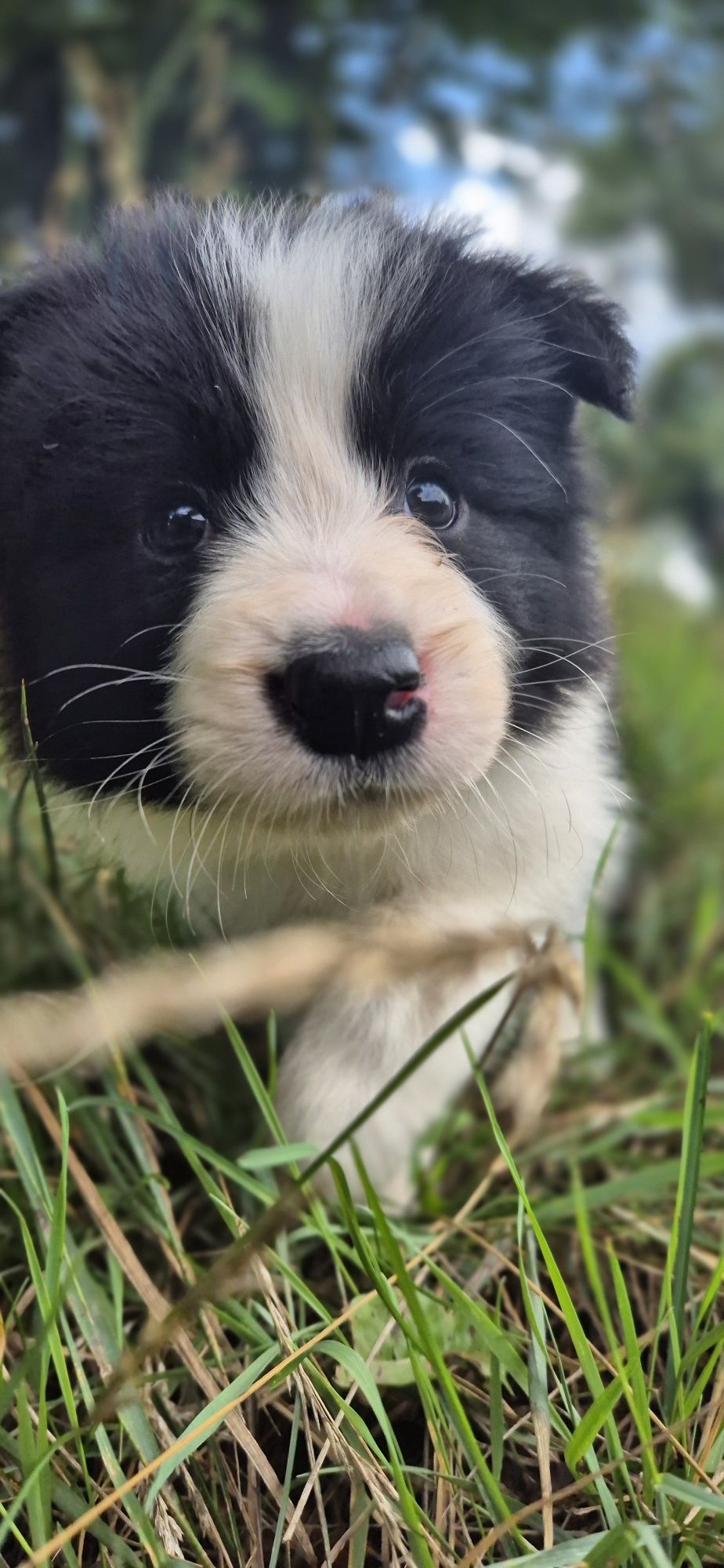 Sunia border collie