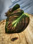 Philodendron Micans variegata filodendron Mikans ukorzeniony