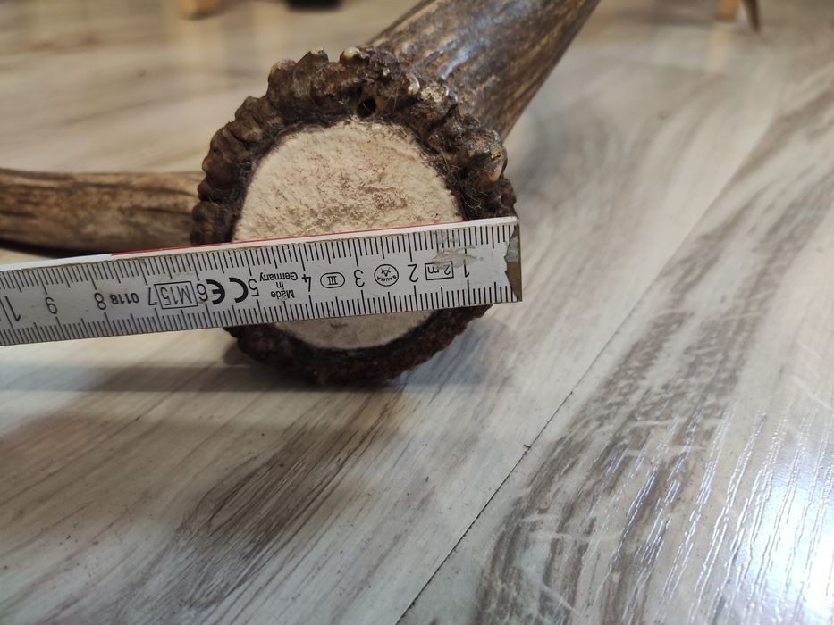 Poróże,rogi Jelenia.