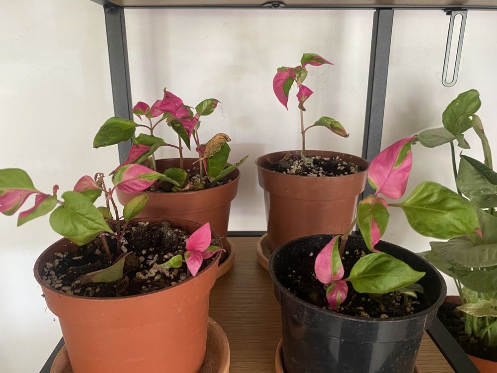 alternanthera party time, pedatum, mayoi
