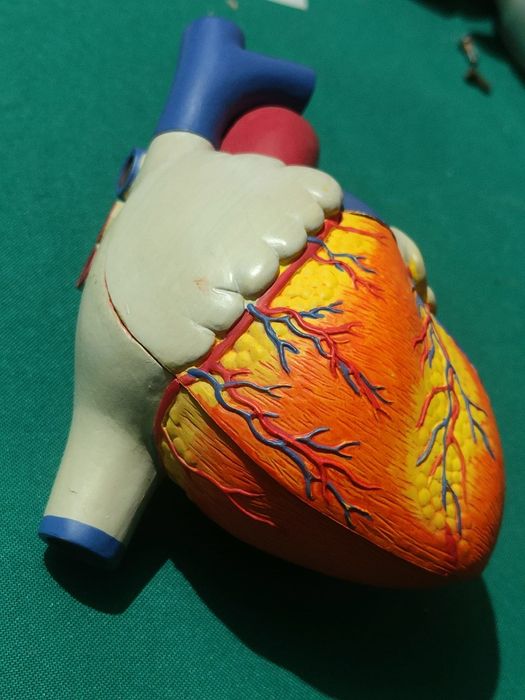 Modelo De Coração Humano