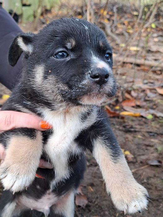 szczeniaki do oddania
