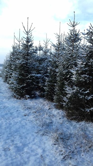 choinki świerk srebrny zielony pospolity  jodła