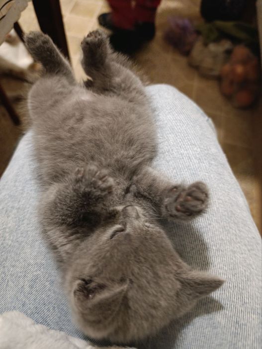 Бесплатно. Отдам в хорошие руки котёнка.