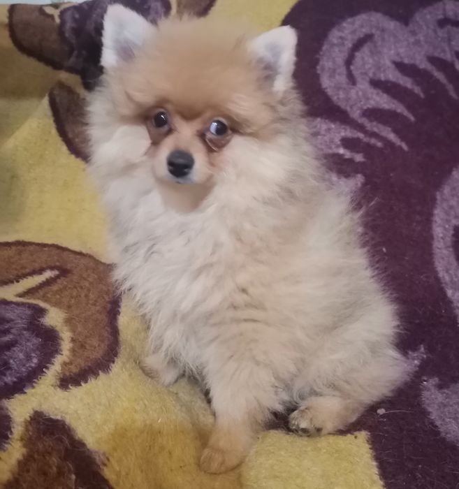 Померанский шпиц