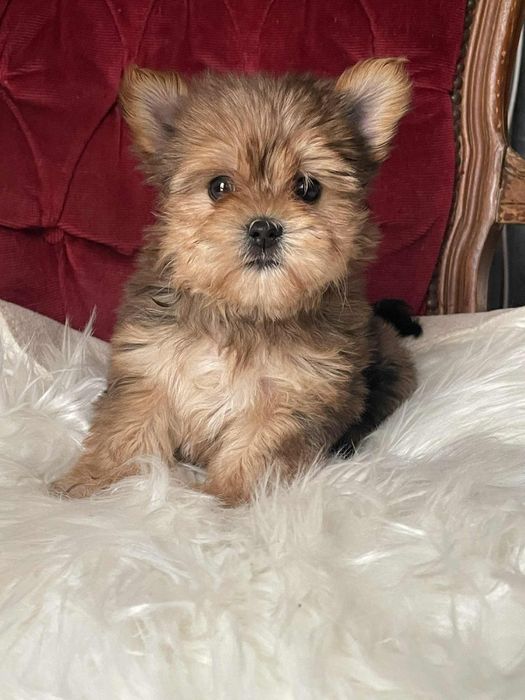 Suczka yorkshire terrier blue merle