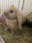 Vendo 2 coelhos mini lop