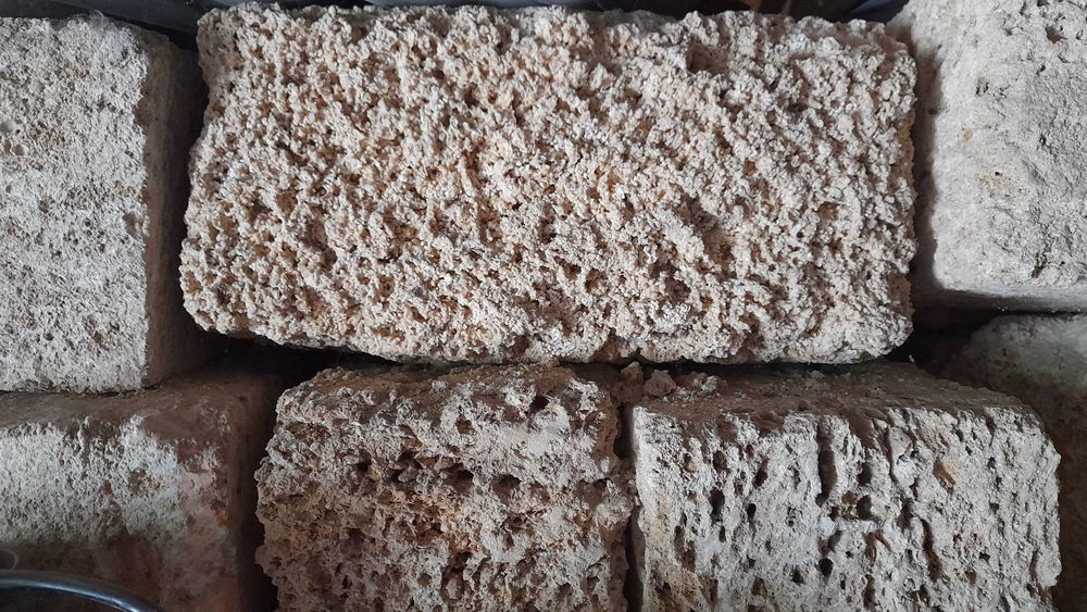 Ракушняк кримський