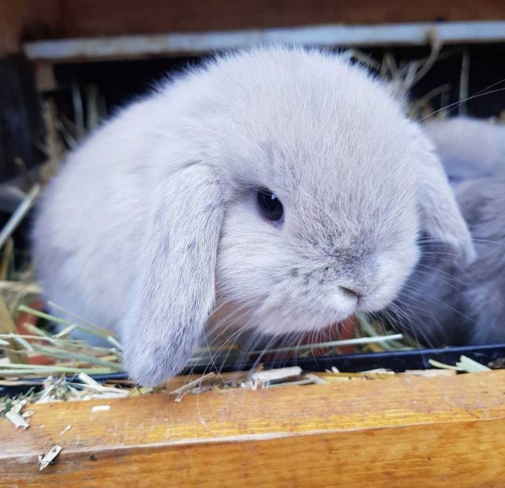 KIT Coelhos anões orelhudos, belier muito dóceis e brincalhões