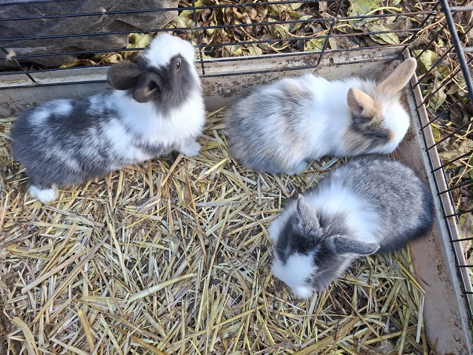 Lewki miniaturki 6-tygodniowe