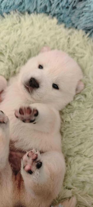 Shiba Inu-śliczna dziewczynka-FCI