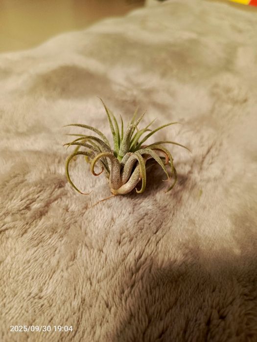 Tillandsia oplatwy