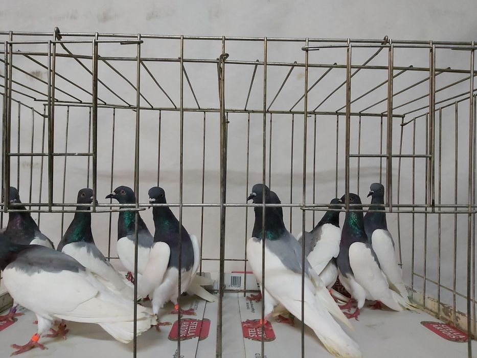 Gołębie Ciemne Murzyny