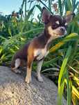 Chihuahua - piesek