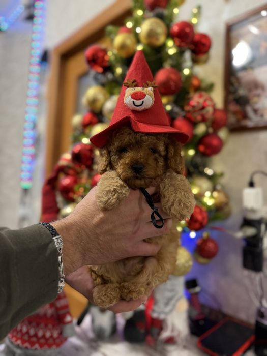 Мальтіпу кукляшкі мальтипу