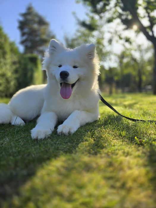 Samoyed Piesek Kraina Płatków Śniegu FCI ZKwP