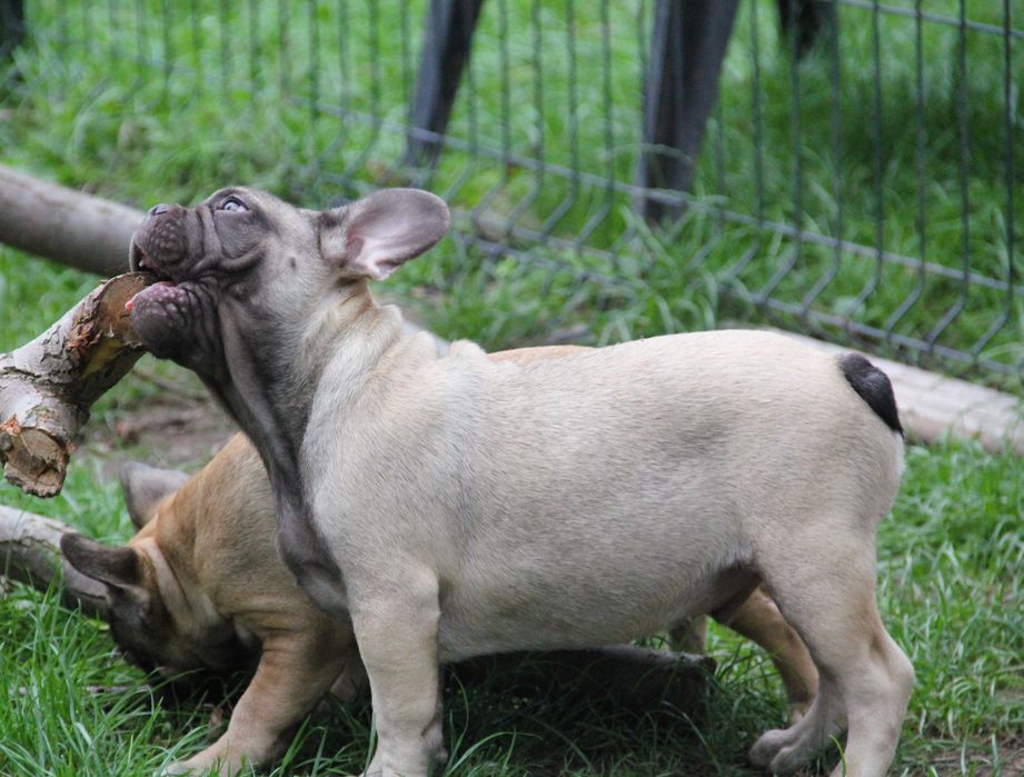 Buldog Francuski  chłopak z genem Fluffy