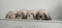 Mini Lop królik gotowe do odbioru